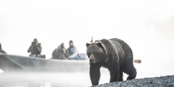 3 destinations where you'll find BC's best bear viewing this fall