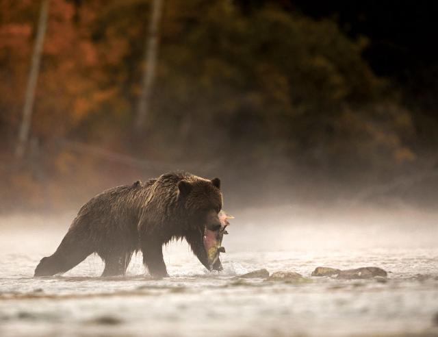 Salmon Tales