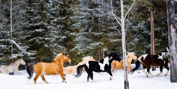 Nine Winter Trips for Adventurous Families in the Cariboo Chilcotin Coast