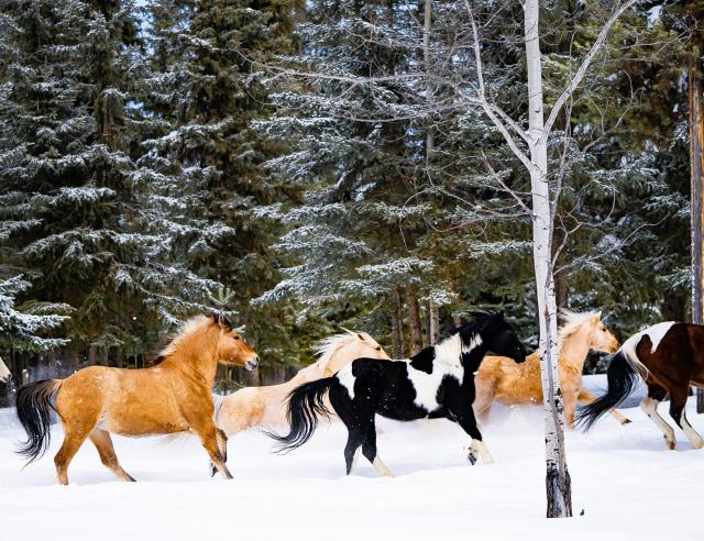 Nine Winter Trips for Adventurous Families