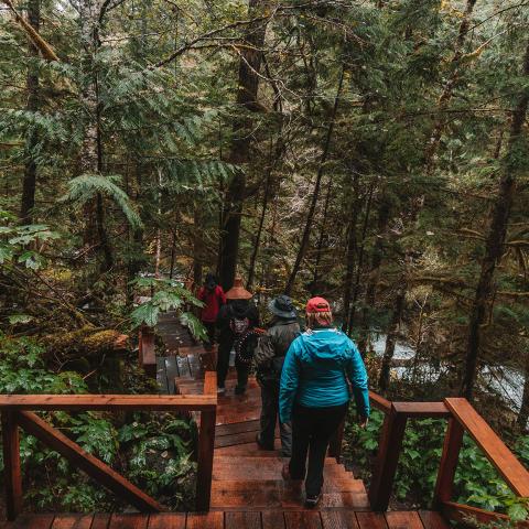 Relaxing Trips in the Great Bear Rainforest